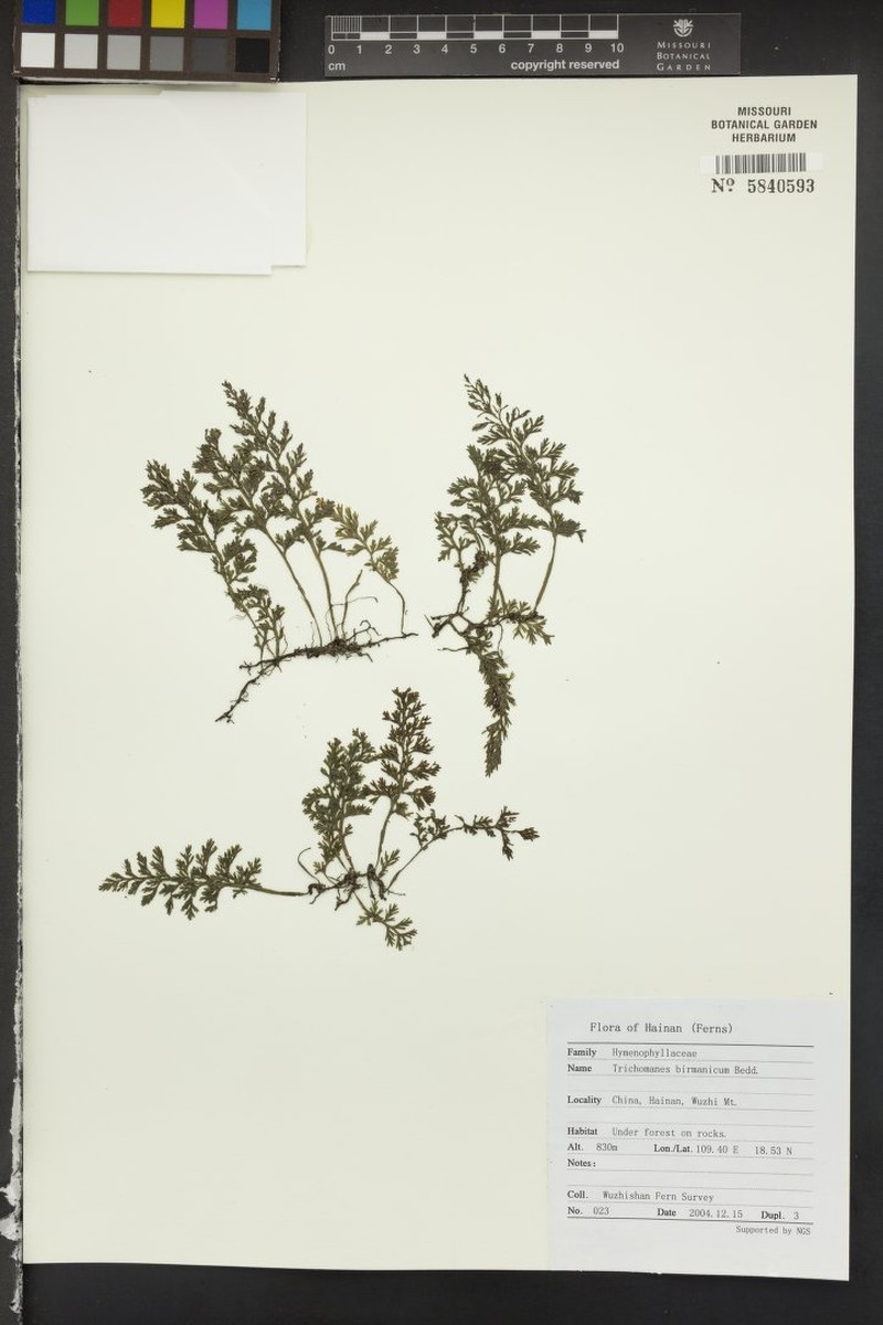 Trichomanes birmanicum photo 2