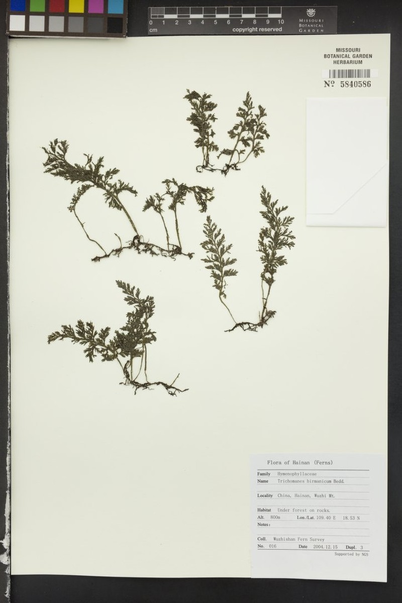 Trichomanes birmanicum photo 3