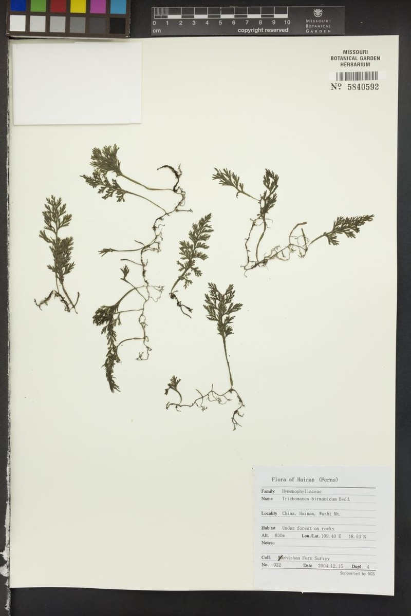 Trichomanes birmanicum photo 4