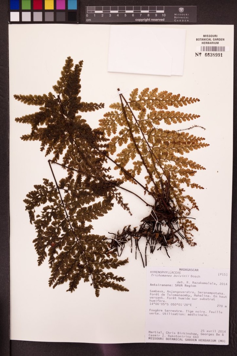 Trichomanes boivinii