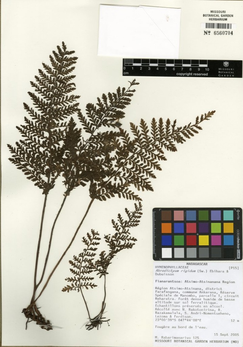 Trichomanes boivinii photo 2