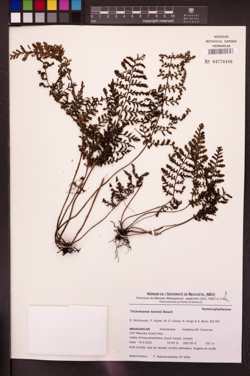 Trichomanes boivinii photo 3