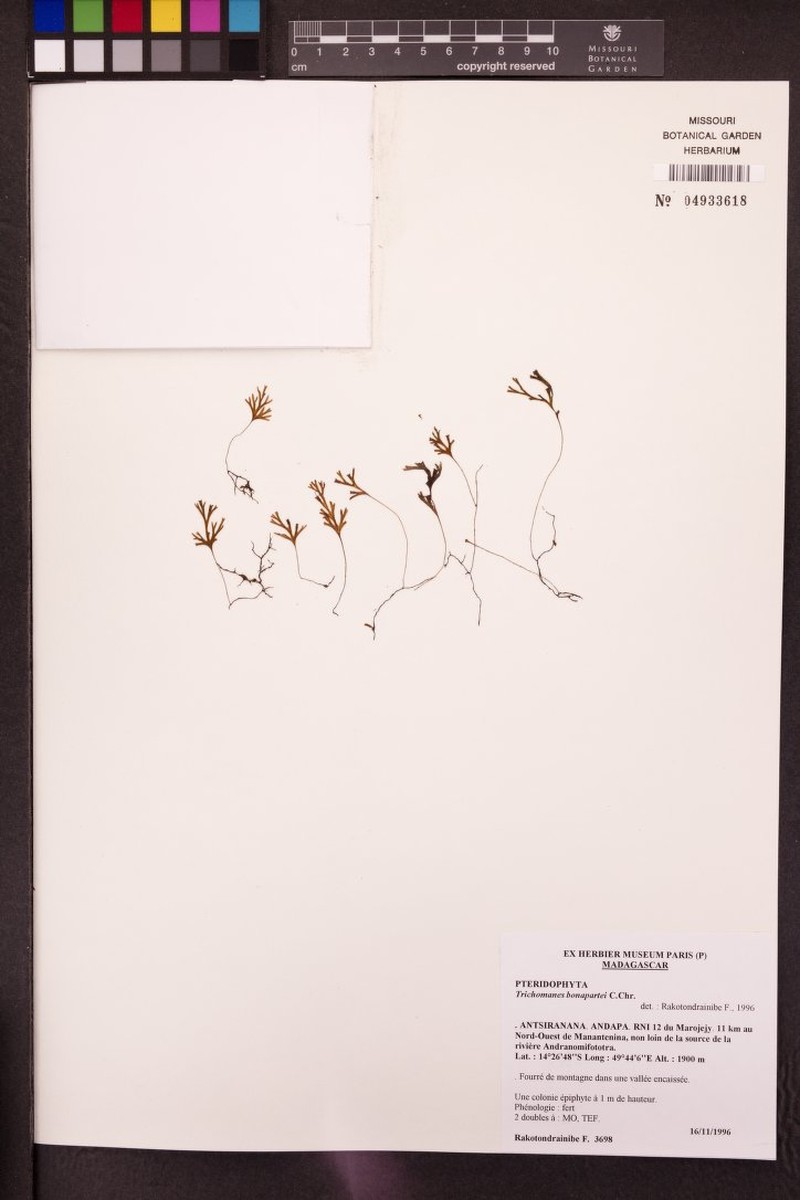 Trichomanes bonapartei