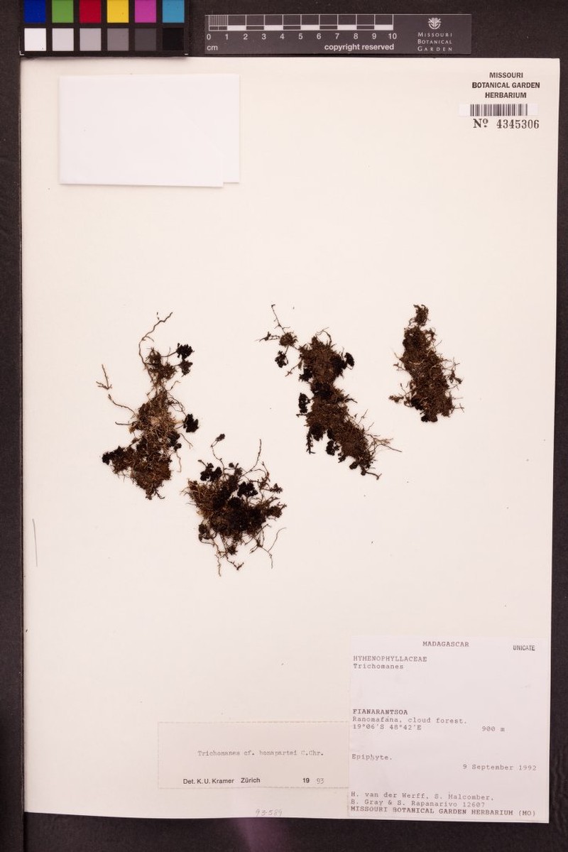 Trichomanes bonapartei photo 2