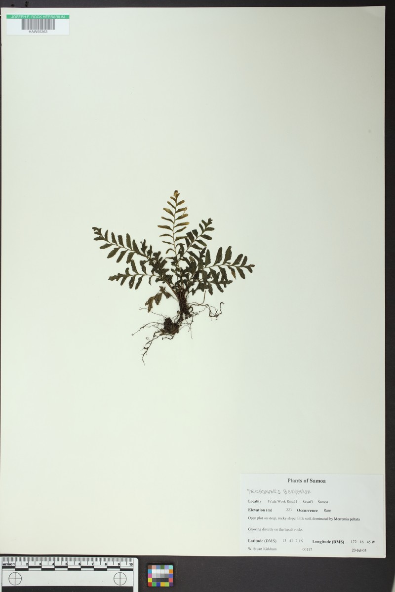 Trichomanes boryanum