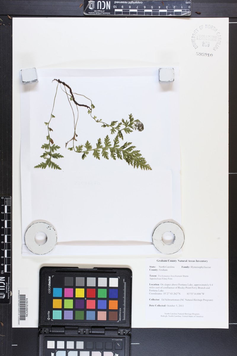 Appalachian Bristle Fern