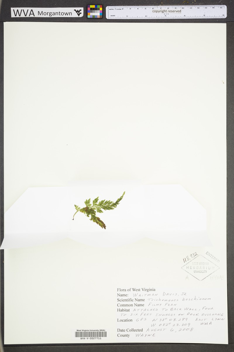 Appalachian Bristle Fern photo 2