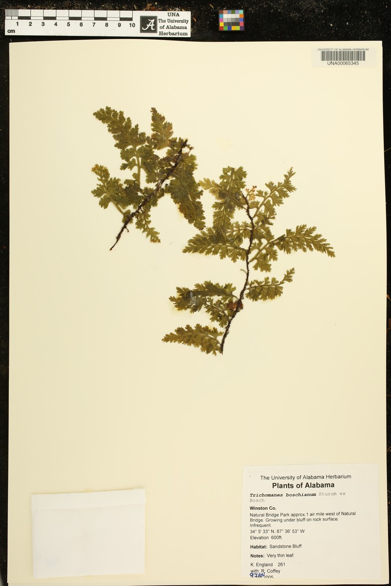 Appalachian Bristle Fern photo 3