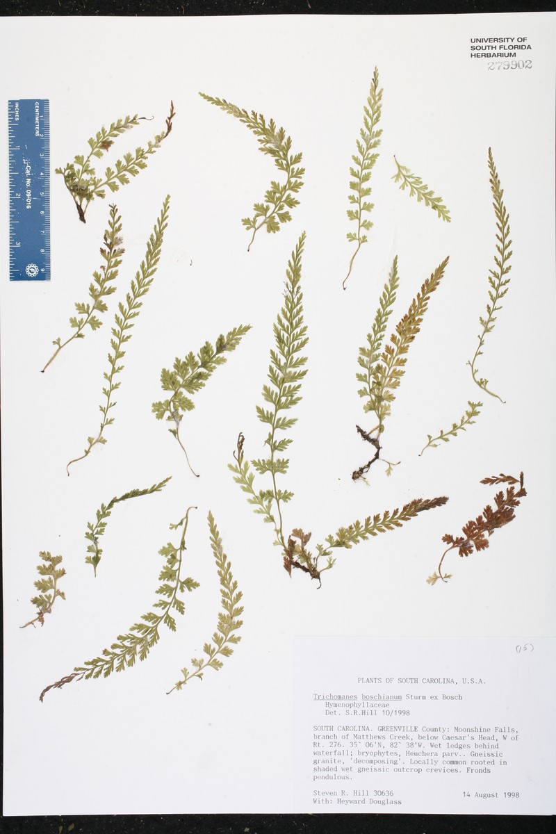 Appalachian Bristle Fern photo 5