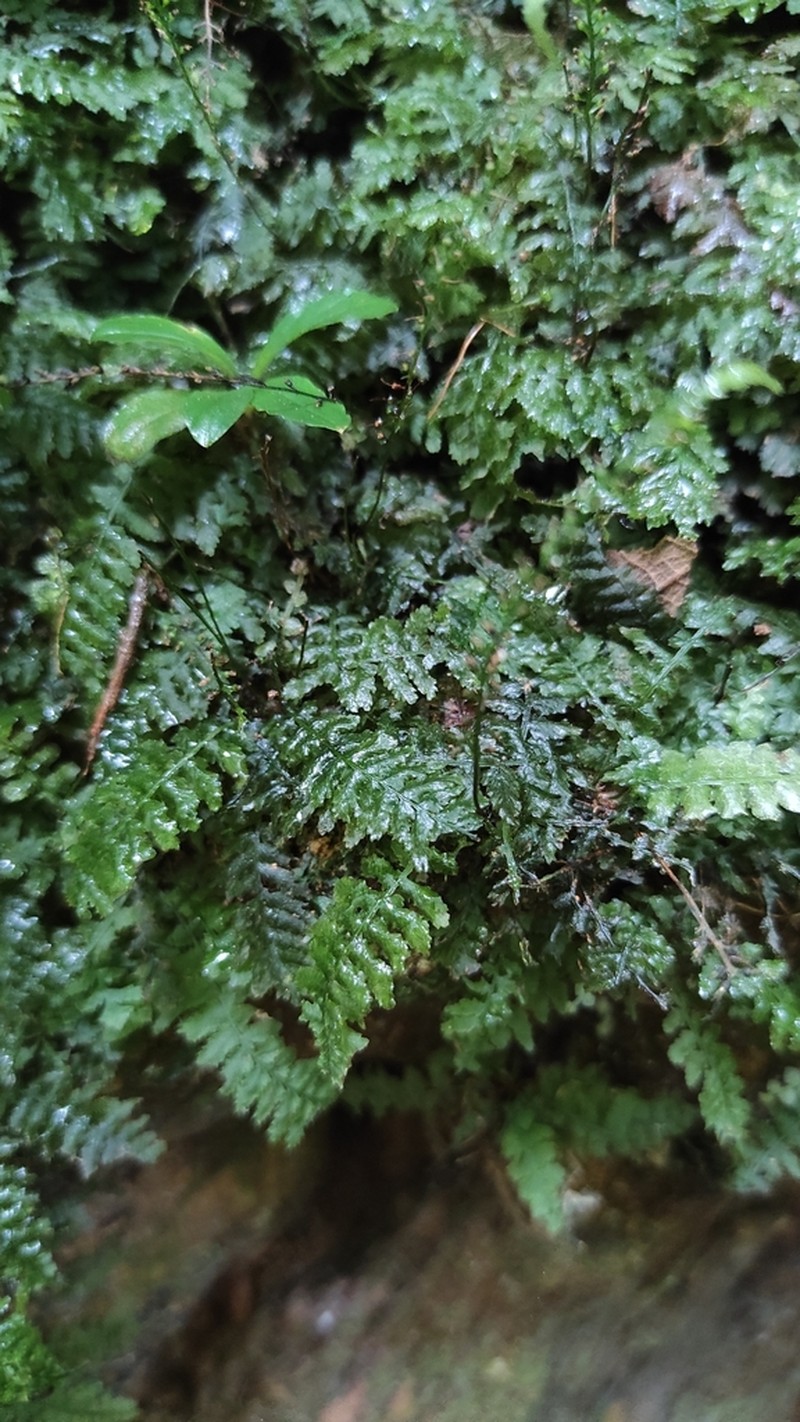 Trichomanes botryoides