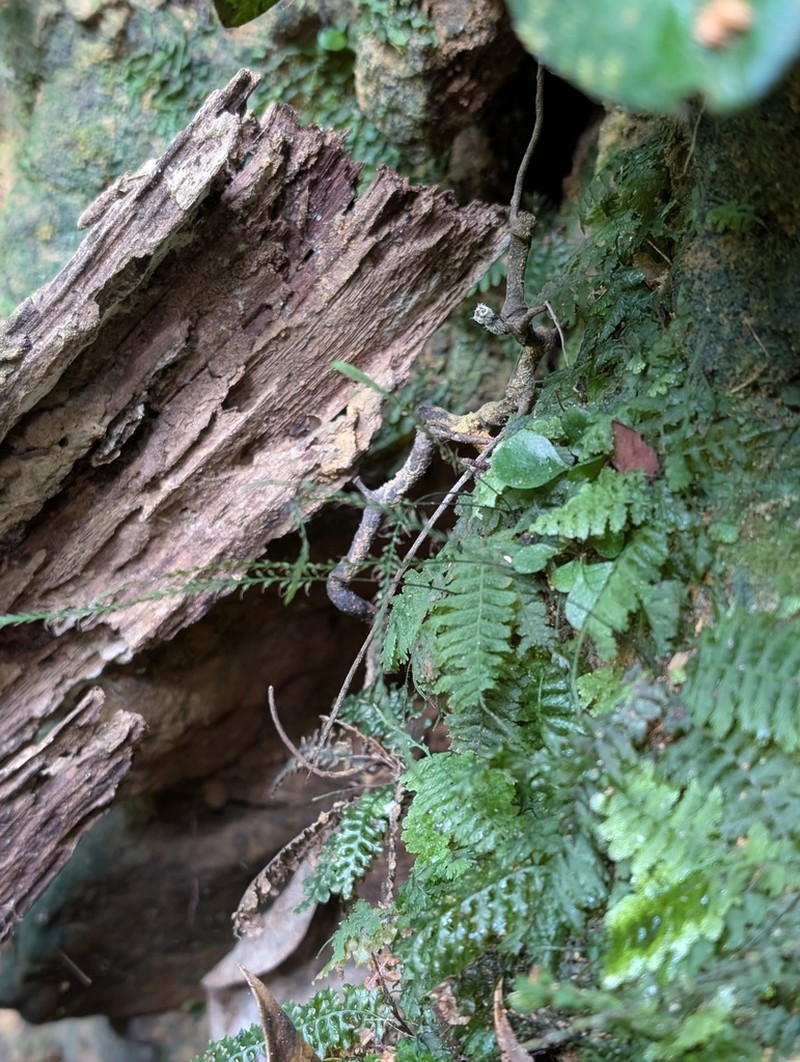 Trichomanes botryoides photo 2