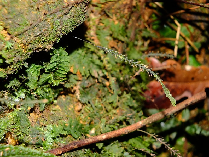 Trichomanes botryoides photo 3