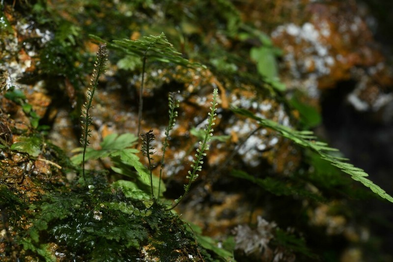 Trichomanes botryoides photo 4
