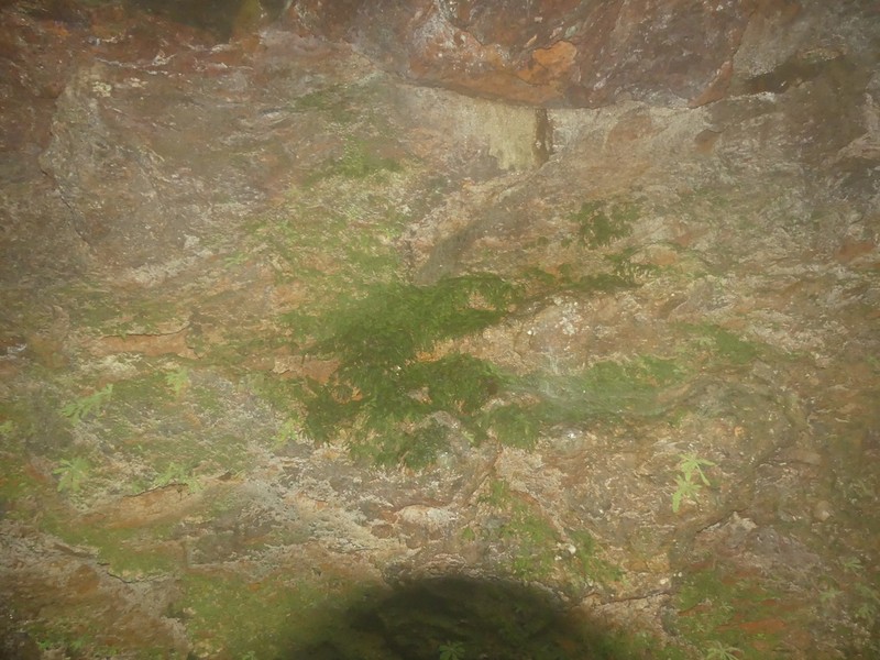 Trichomanes botryoides photo 5