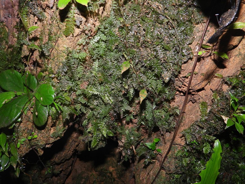 Trichomanes botryoides photo 6