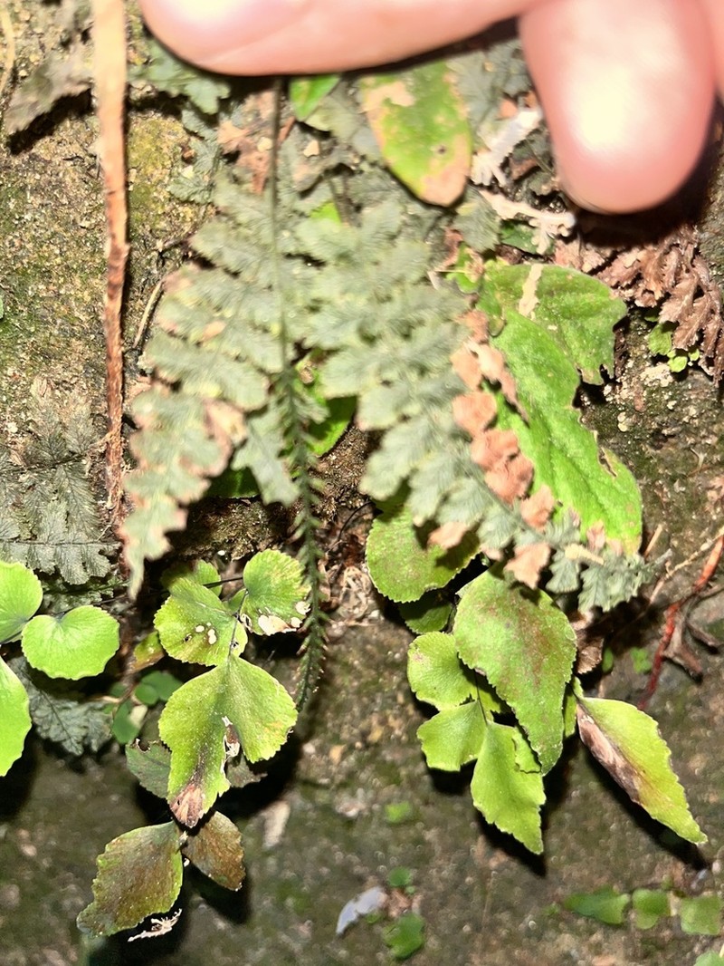 Trichomanes botryoides photo 7