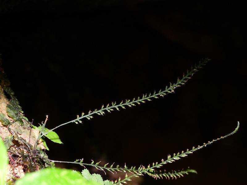 Trichomanes botryoides photo 8