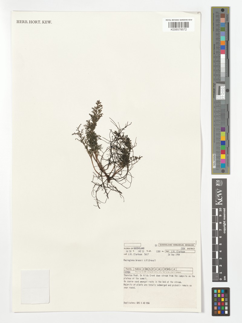 Trichomanes brassii