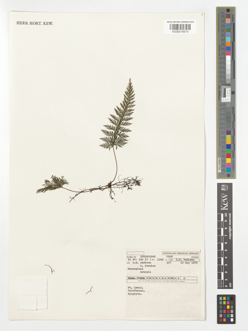 Trichomanes brassii photo 2