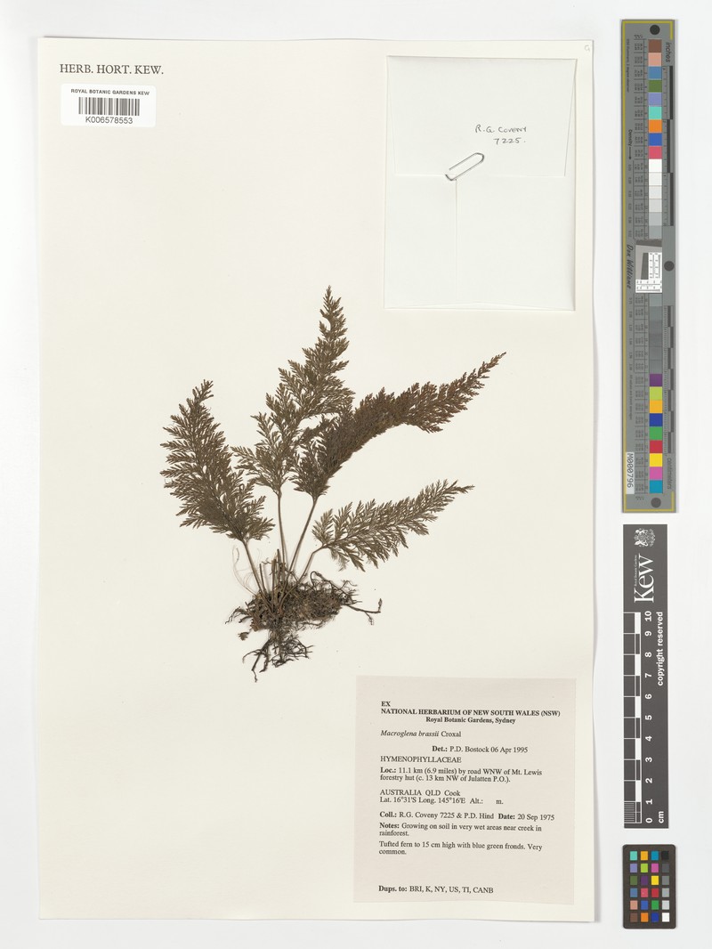 Trichomanes brassii photo 3