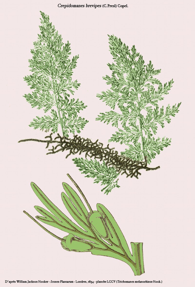 Shortstalk Bristle Fern