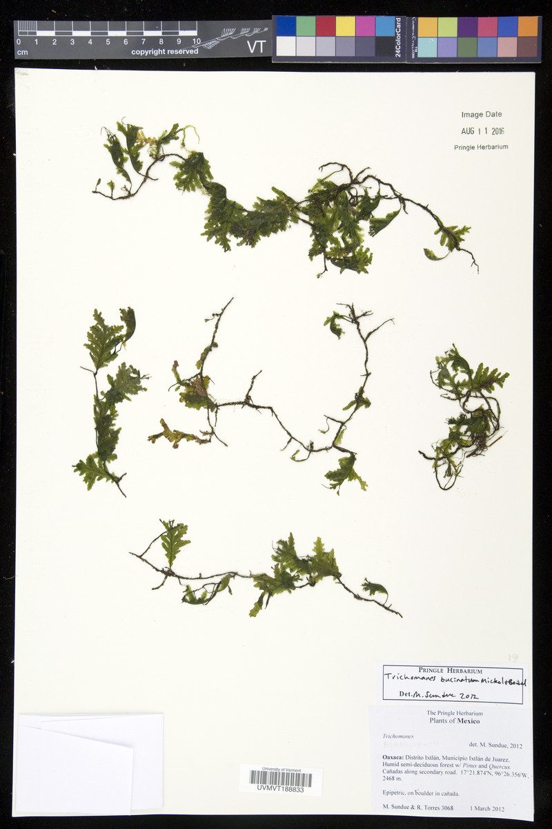 Trichomanes bucinatum photo 3