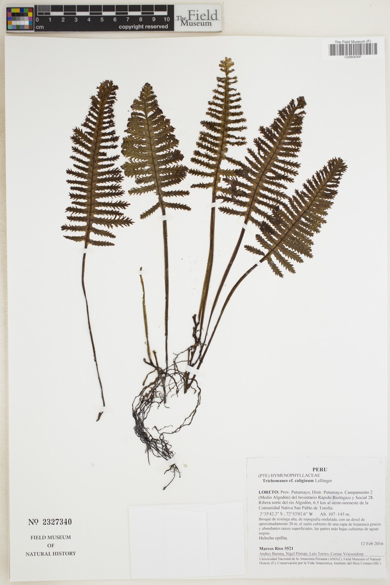 Trichomanes caliginum