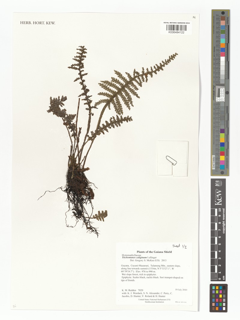 Trichomanes caliginum photo 2