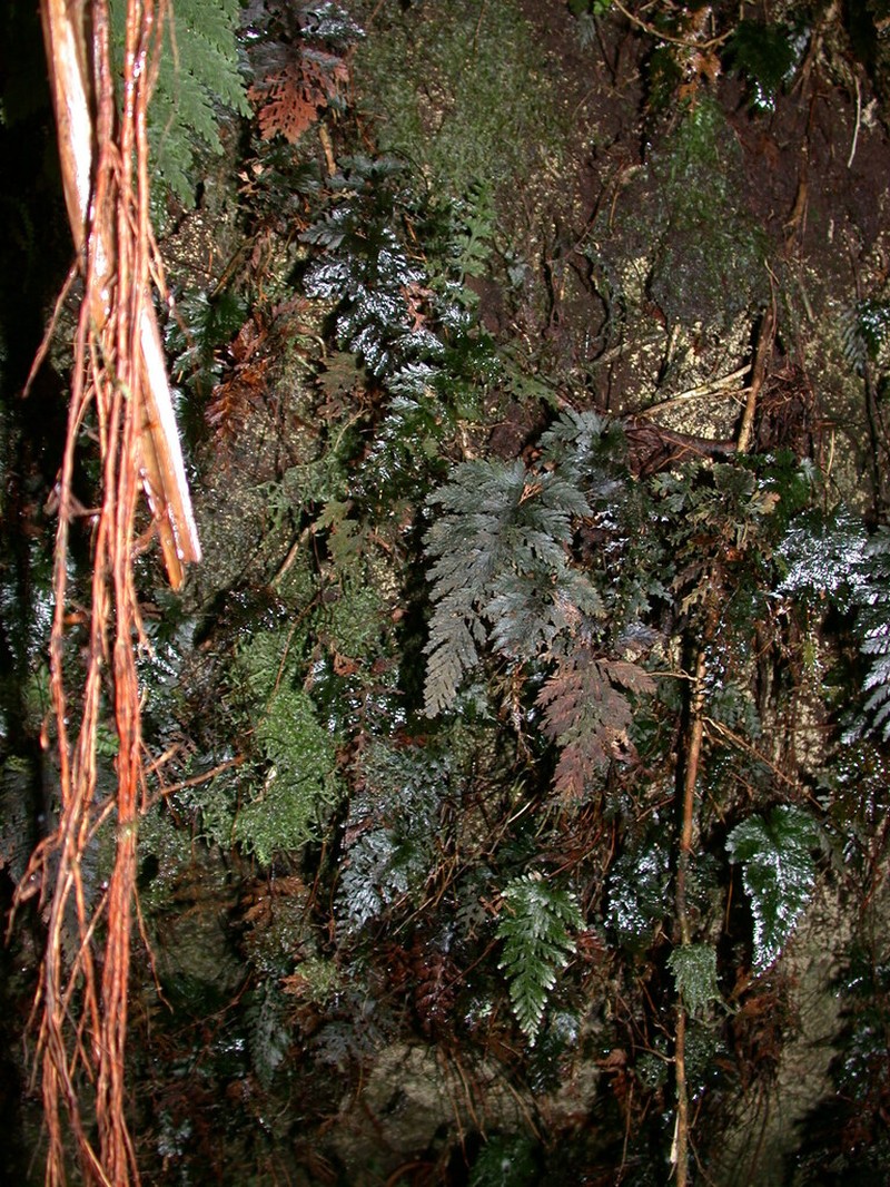 Trichomanes calyculatum photo 2
