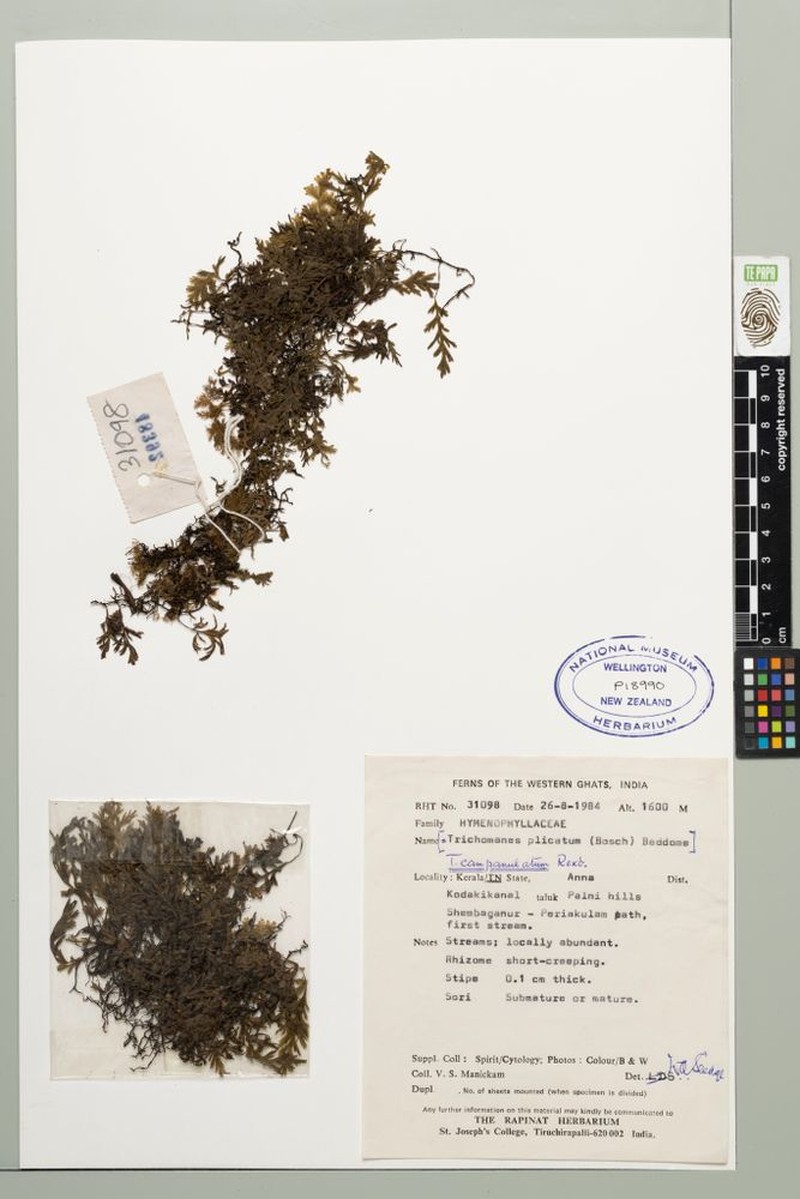 Trichomanes campanulatum