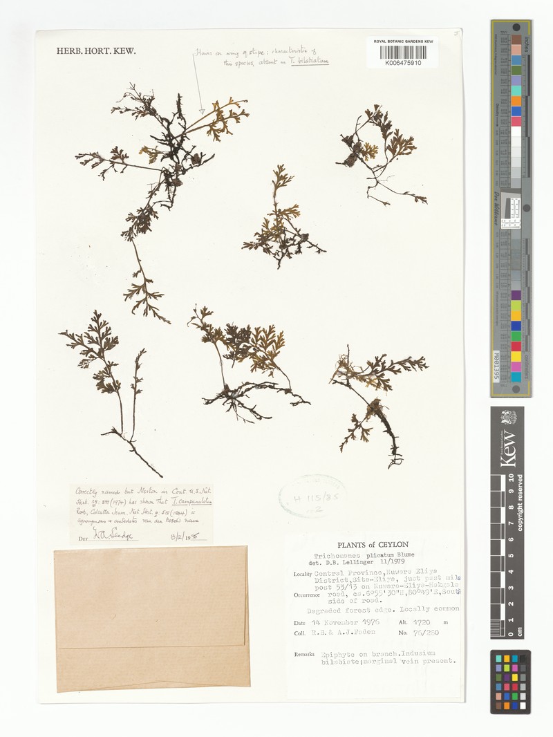 Trichomanes campanulatum photo 2