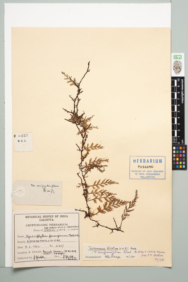 Trichomanes campanulatum photo 3