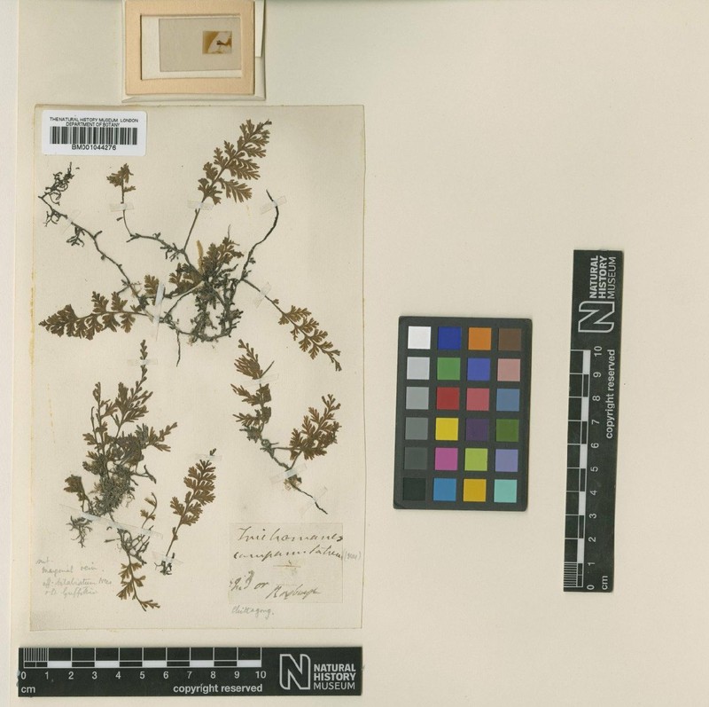 Trichomanes campanulatum photo 4
