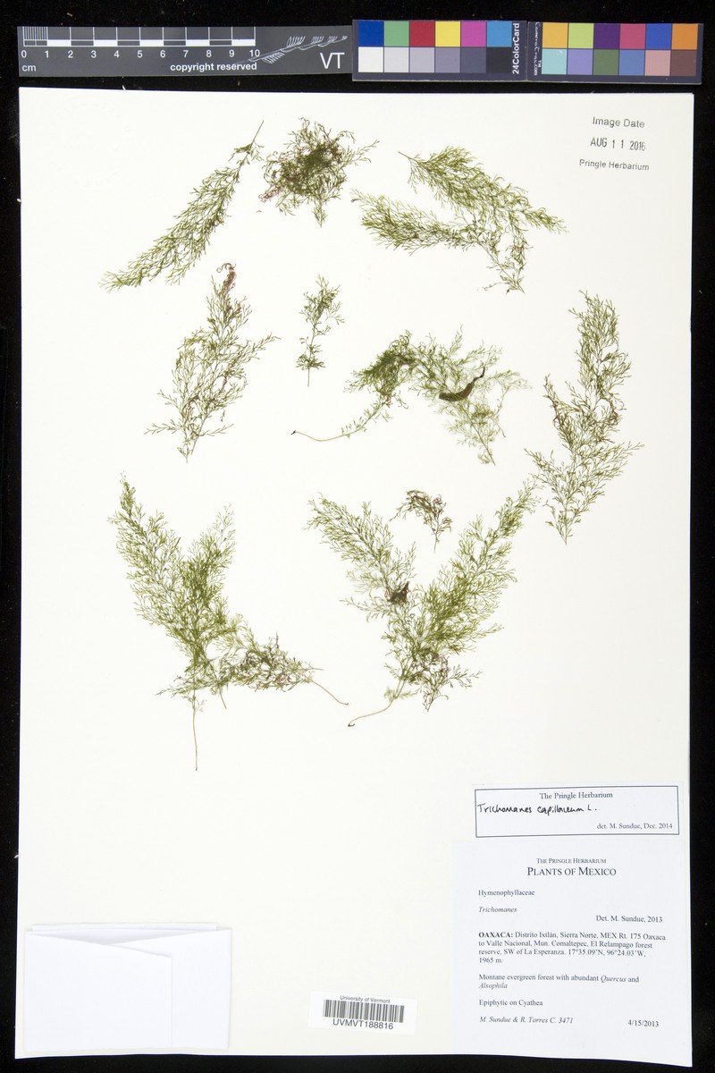 Treetrunk Bristle Fern photo 3