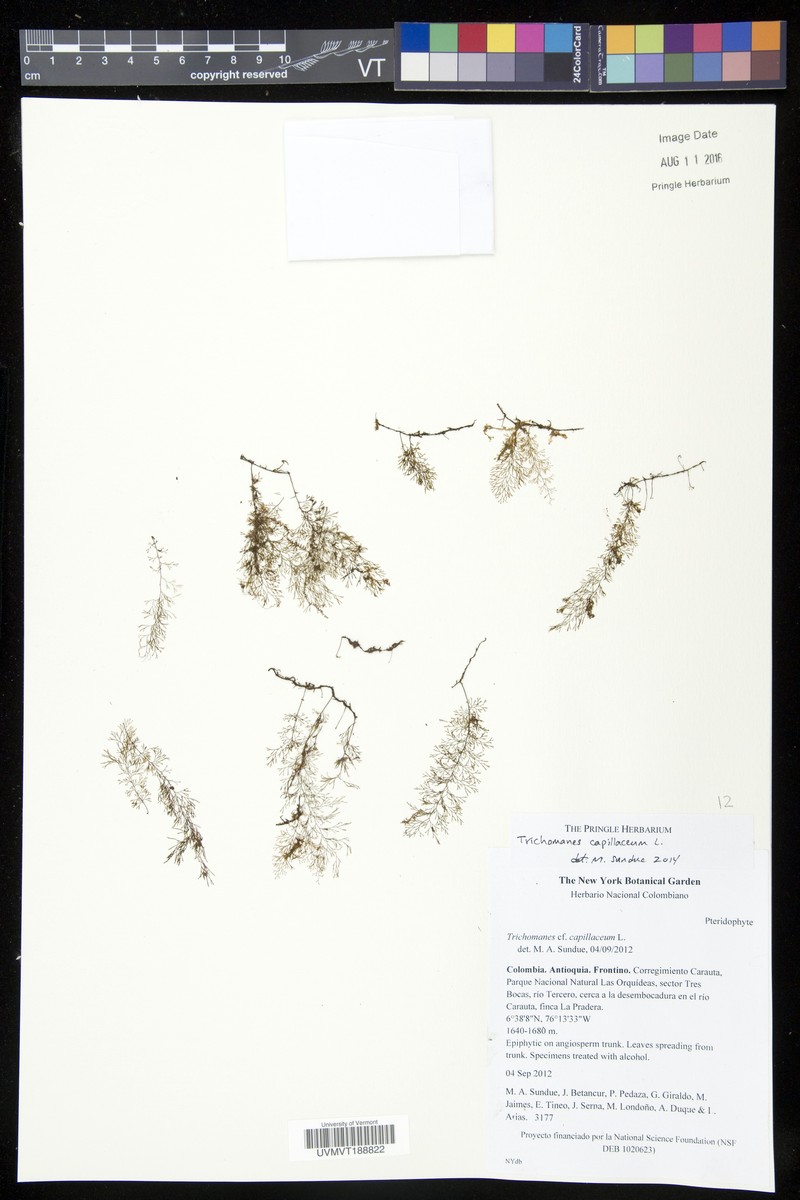 Treetrunk Bristle Fern photo 5
