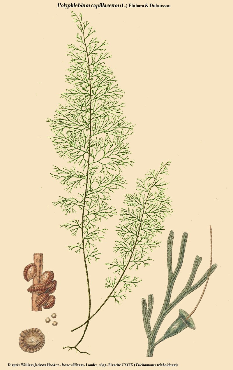 Treetrunk Bristle Fern