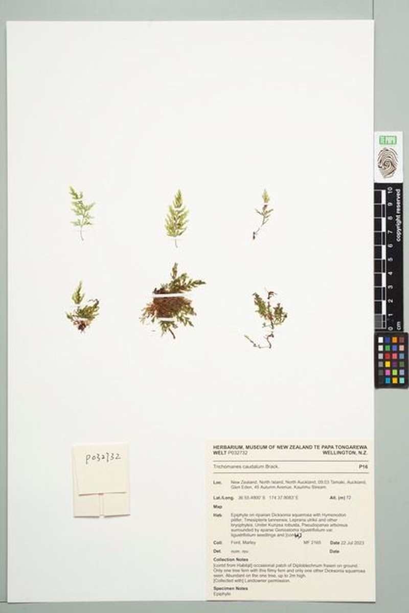 Trichomanes caudatum photo 2