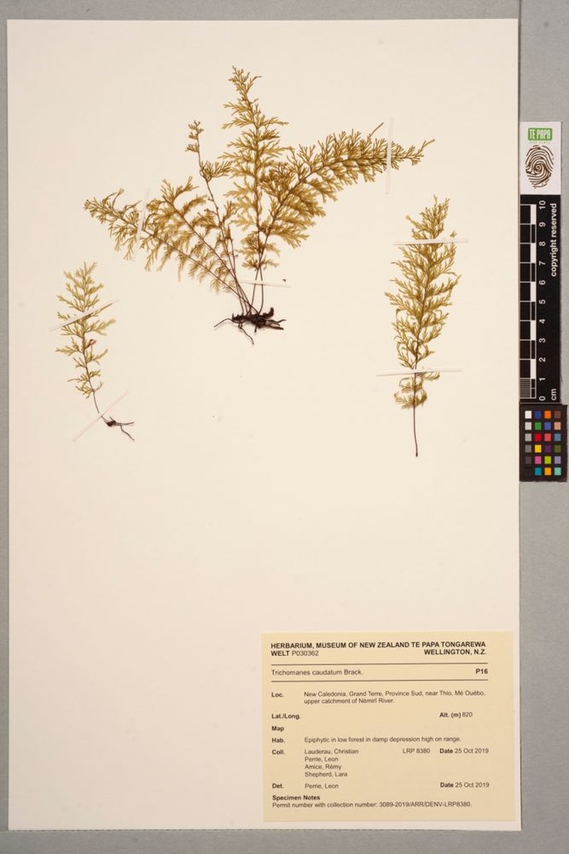 Trichomanes caudatum photo 3