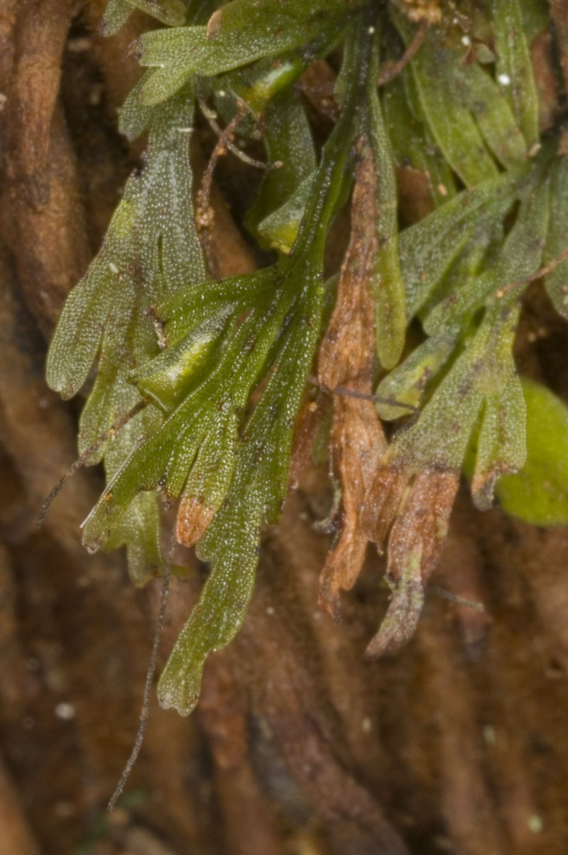 Trichomanes caudatum