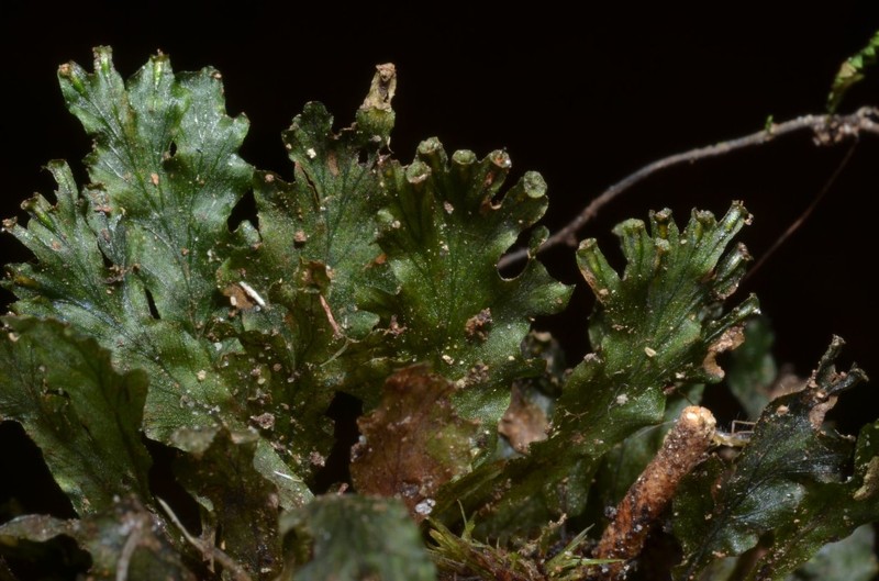 Trichomanes chamaedrys
