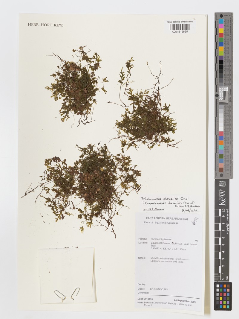 Trichomanes chevalieri
