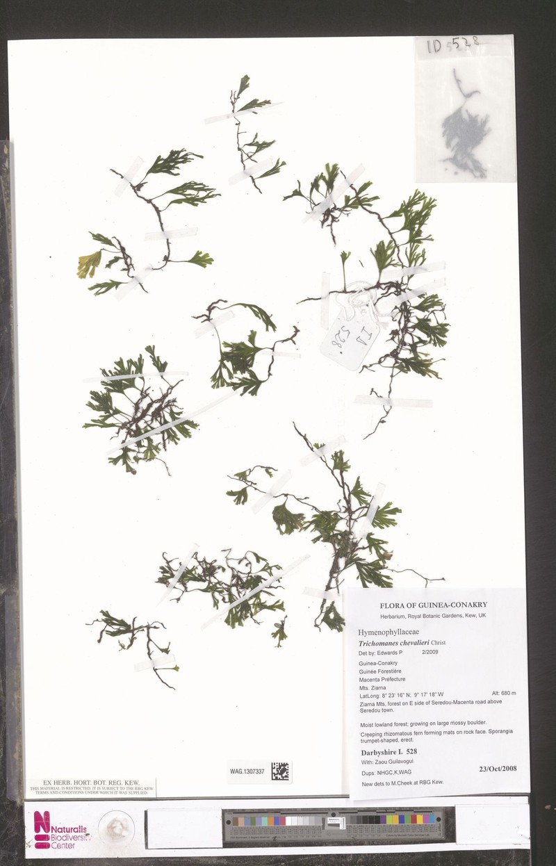 Trichomanes chevalieri photo 2