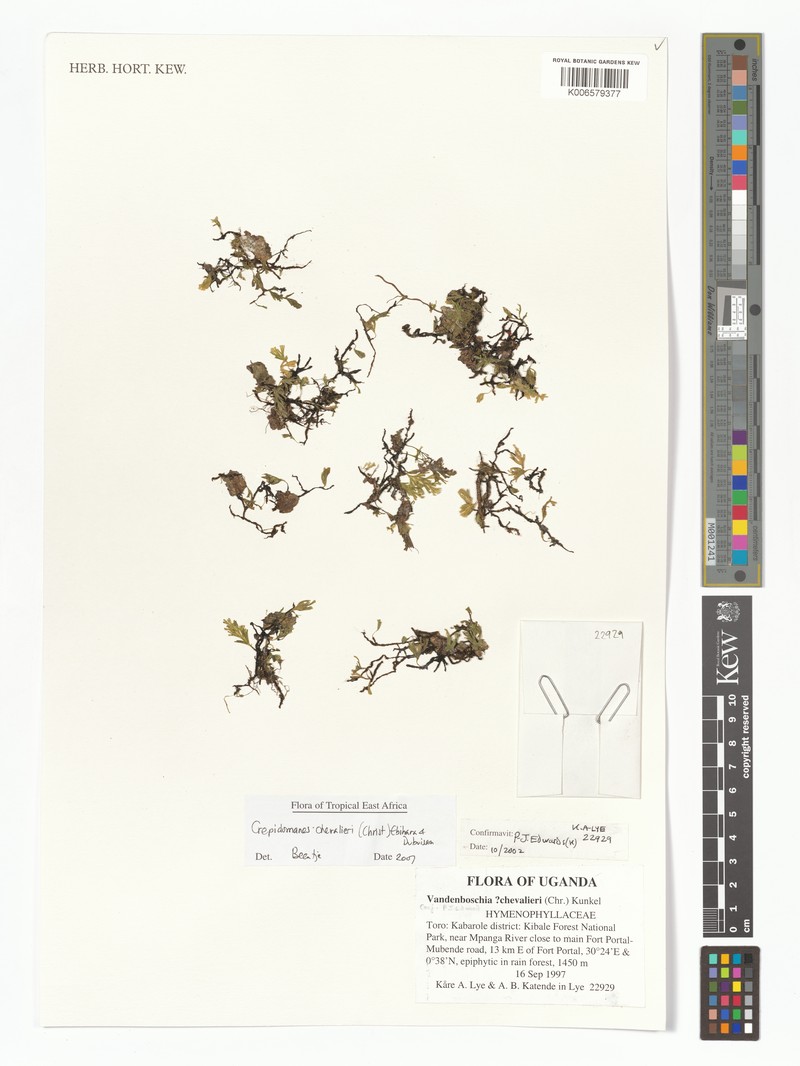 Trichomanes chevalieri photo 3