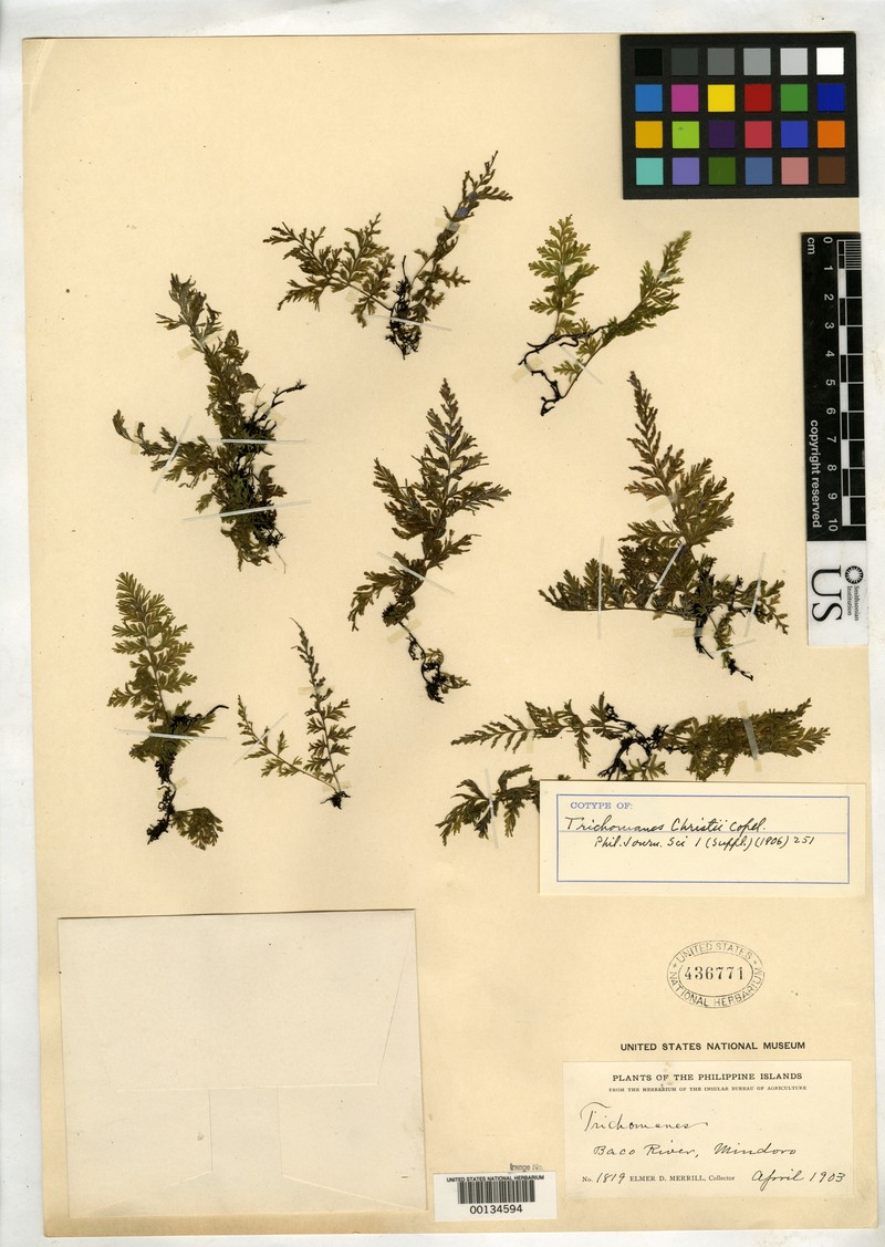 Trichomanes christii