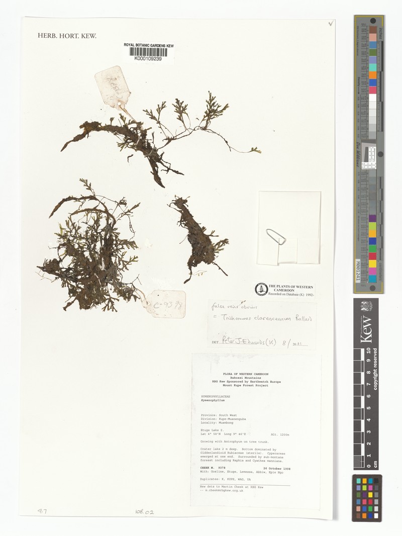 Trichomanes clarenceanum