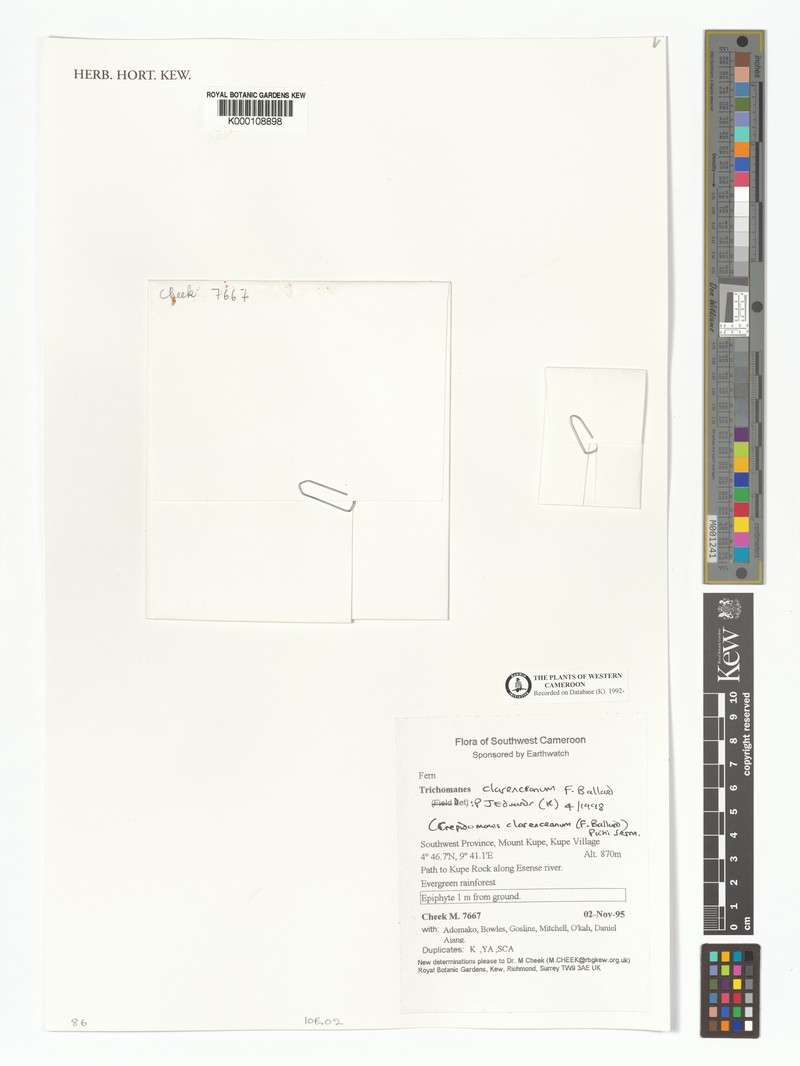 Trichomanes clarenceanum photo 2