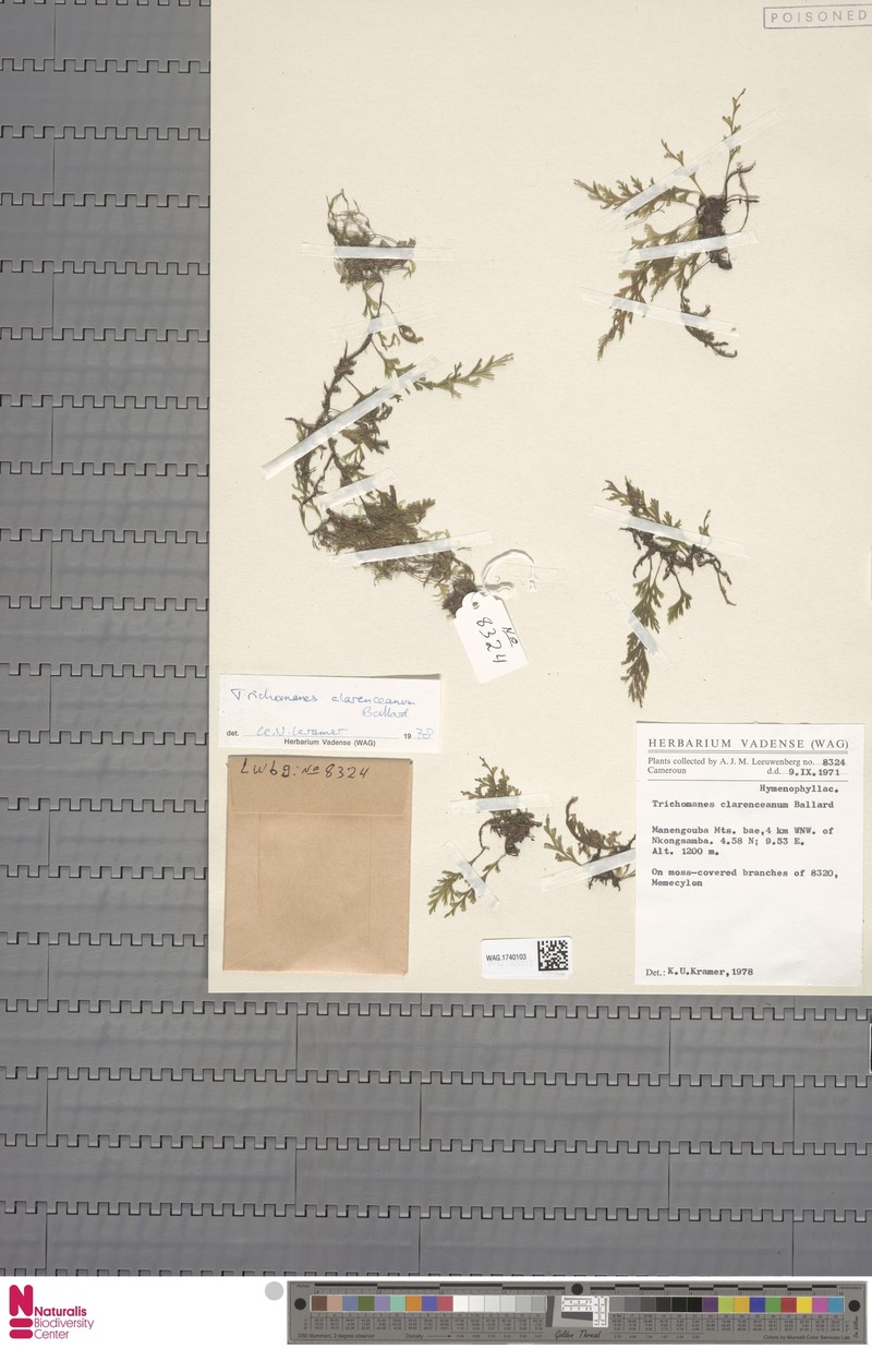 Trichomanes clarenceanum photo 3
