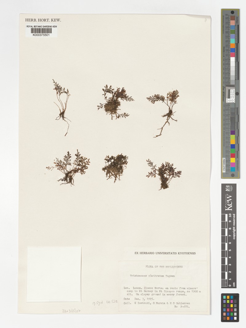 Trichomanes clathratum