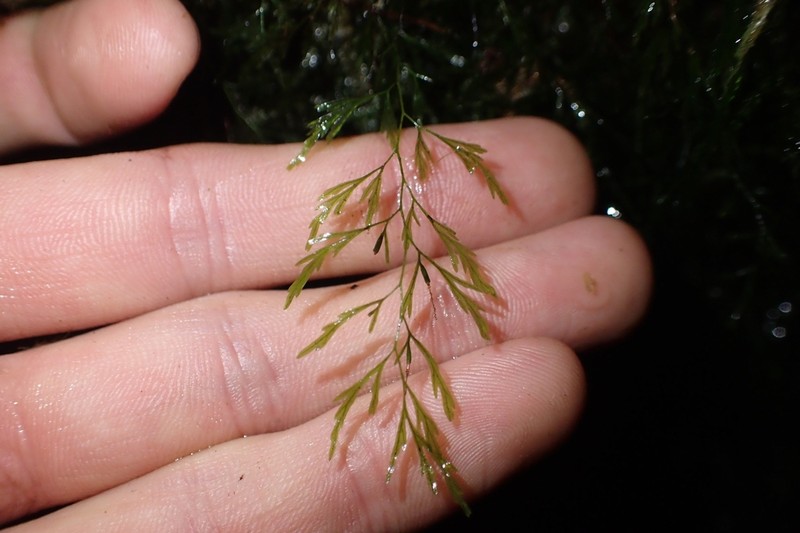 Trichomanes colensoi
