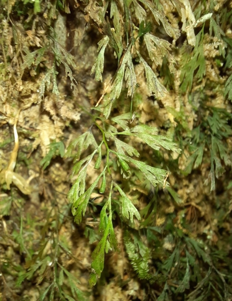 Trichomanes colensoi photo 3